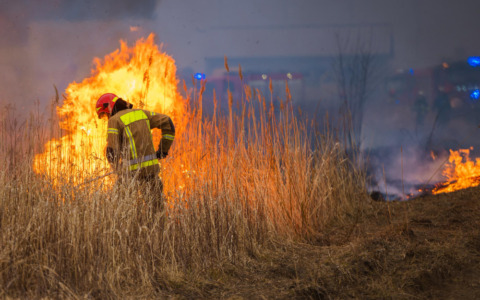 Incendi boschivi, i forestali chiedono prevenzione tutto l’anno